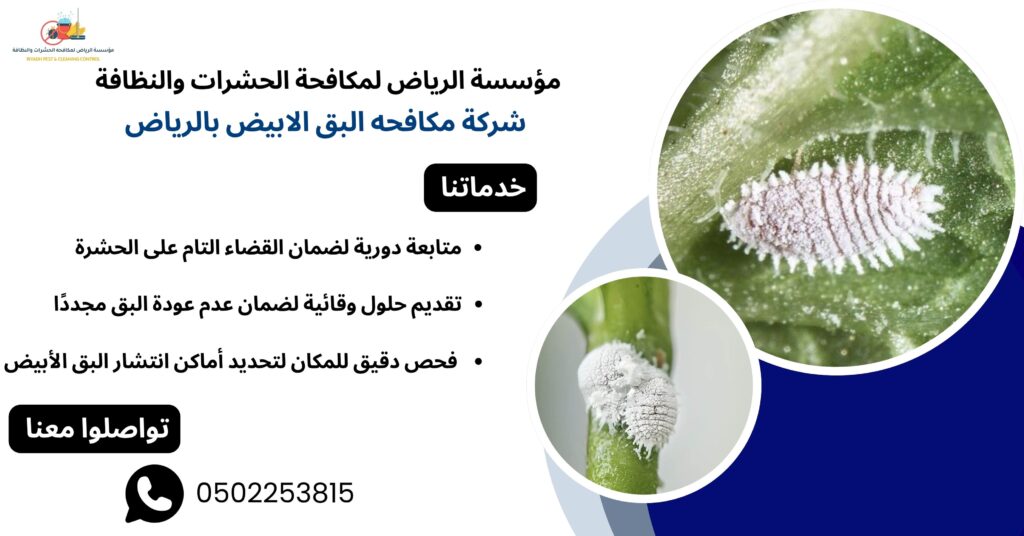 شركة مكافحه البق الابيض بالرياض