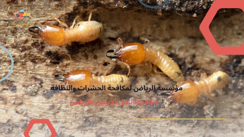 مكافحة النمل الأبيض بالرياض