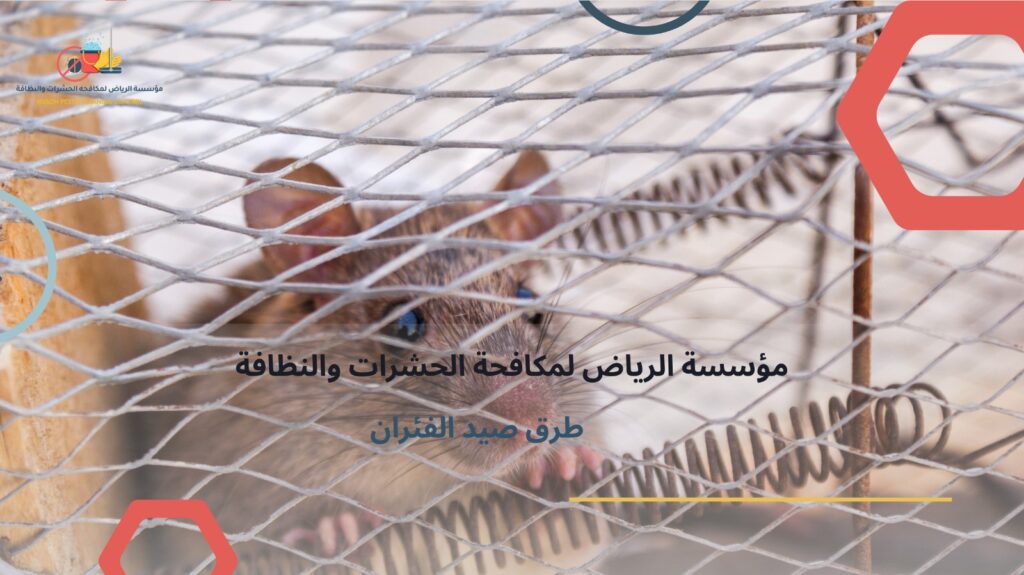 مكافحة الفئران بالرياض