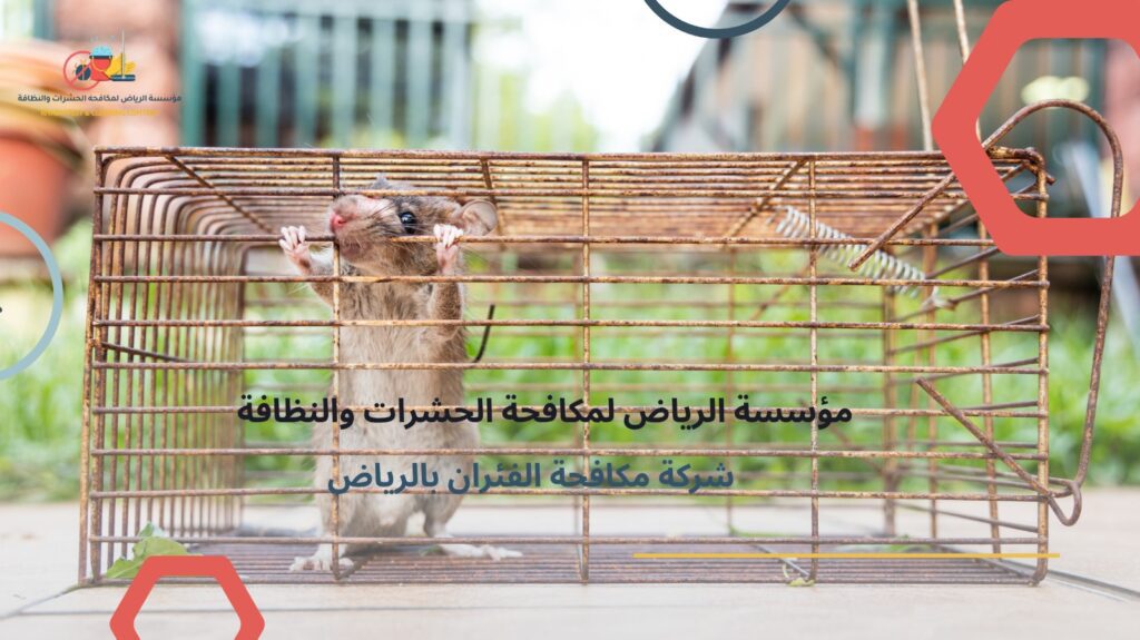مكافحة الفئران بالرياض