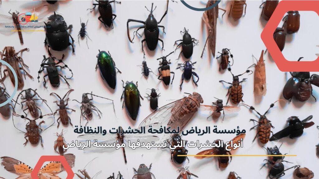 شركة مكافحة حشرات في الرياض