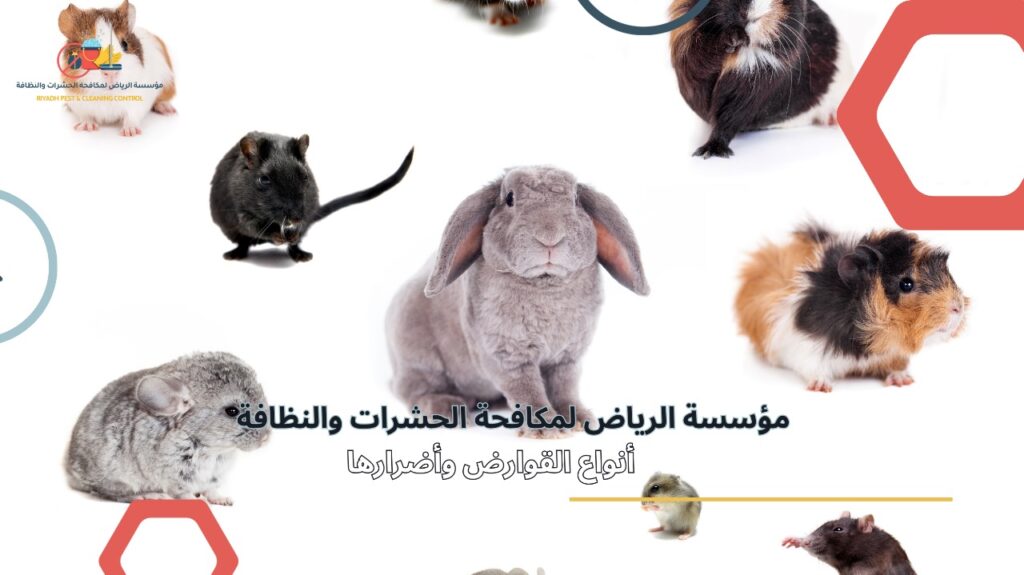 مكافحة القوارض في الرياض