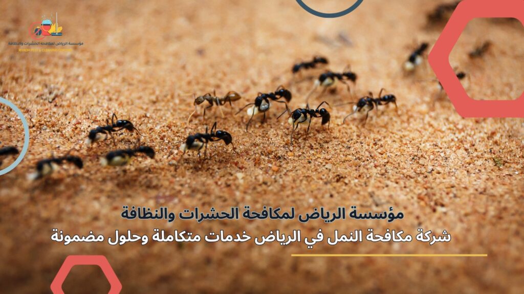 مكافحة النمل في الرياض