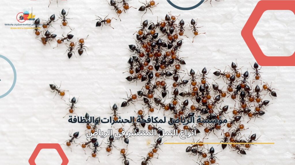 مكافحة النمل في الرياض