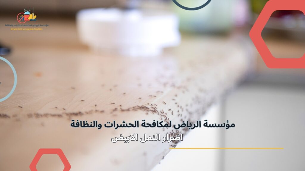 مكافحة النمل في الرياض
