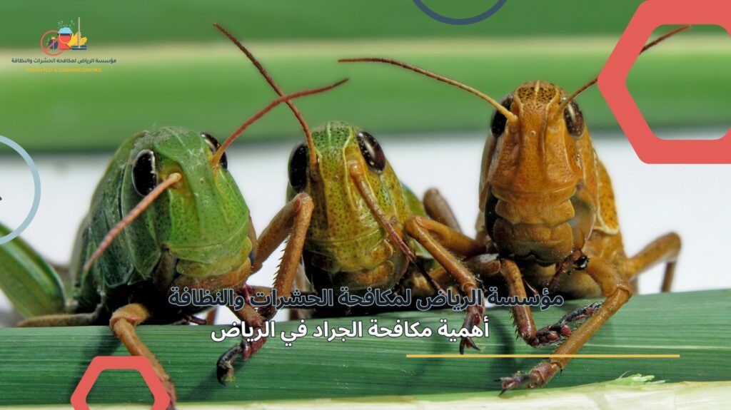 مكافحة الجراد في الرياض