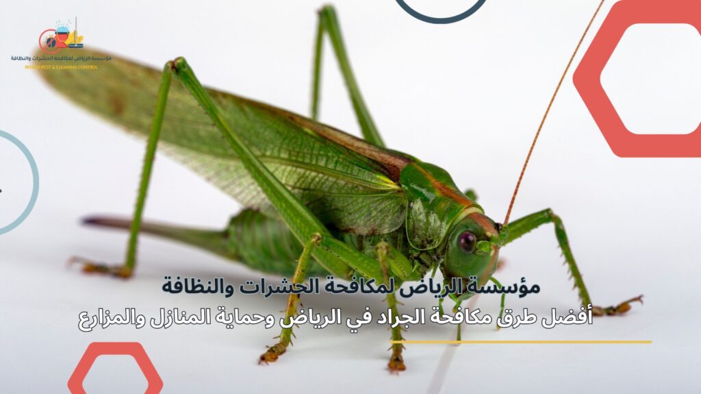 مكافحة الجراد في الرياض