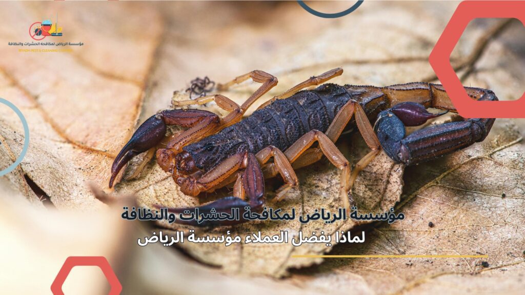 مكافحة العقارب في الرياض
