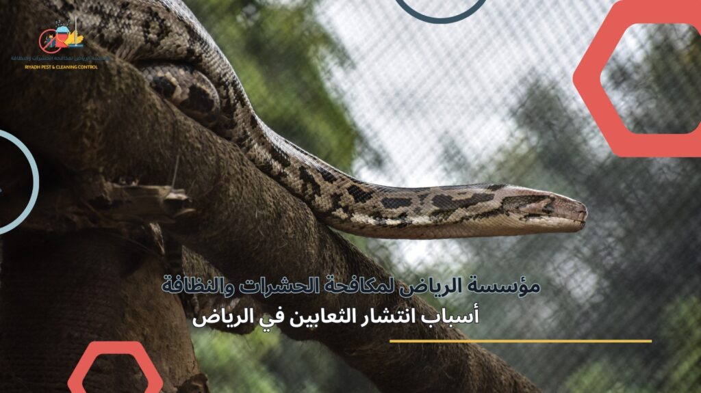 مكافحة الثعابين في الرياض