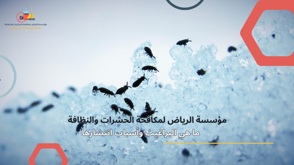 مكافحة البراغيث في الرياض