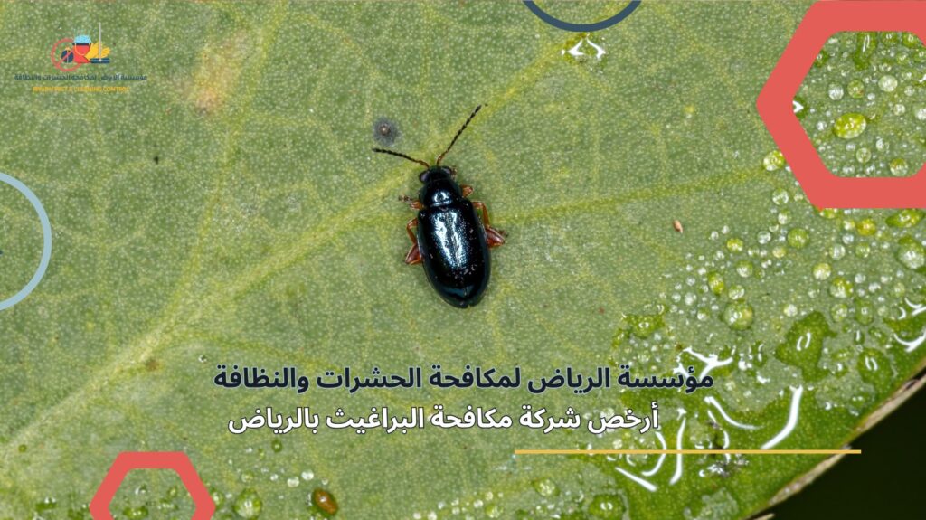مكافحة البراغيث في الرياض