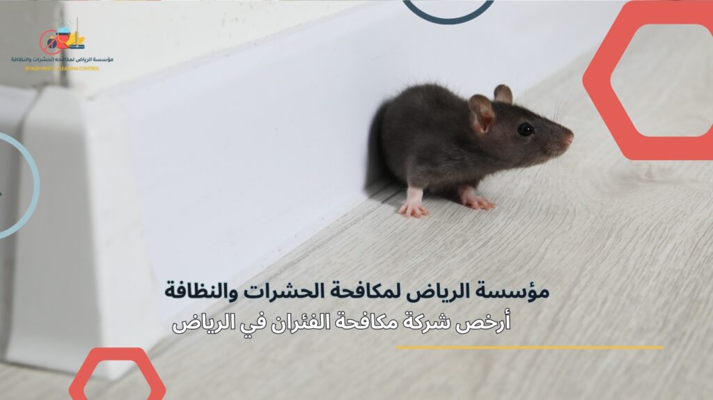 مكافحة الفئران في الرياض