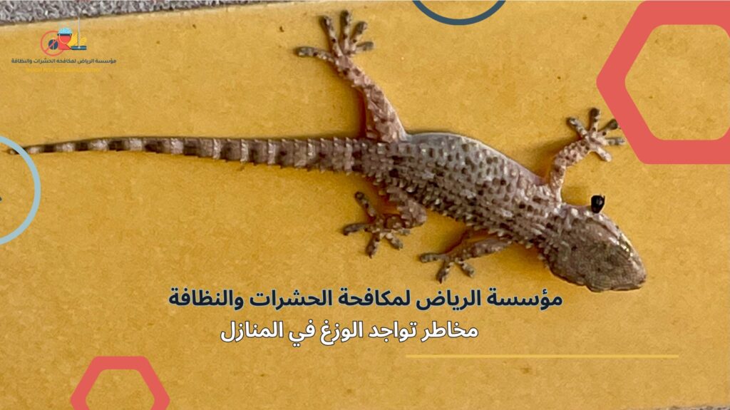 مكافحة الوزغ في الرياض