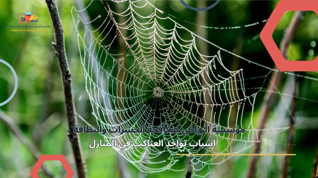 مكافحة العناكب في الرياض