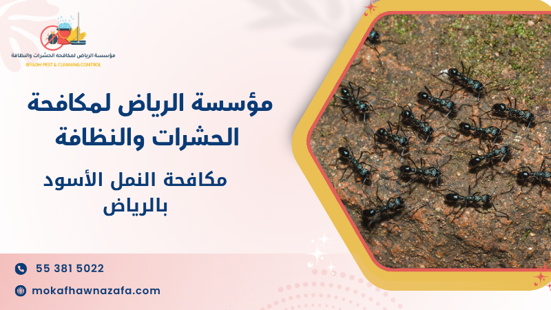 مكافحة النمل الأسود بالرياض