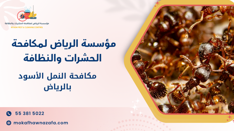 مكافحة النمل الأسود بالرياض
