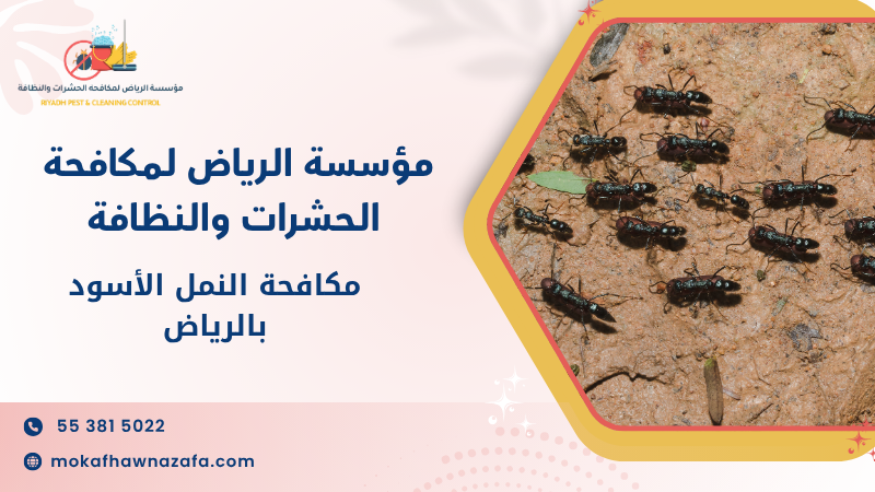 مكافحة النمل الأسود بالرياض