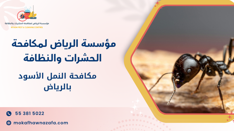 مكافحة النمل الأسود بالرياض