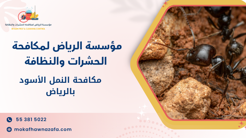مكافحة النمل الأسود بالرياض
