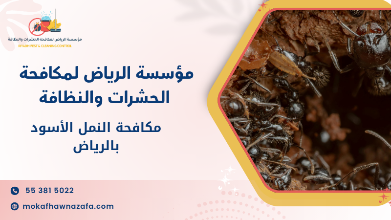 مكافحة النمل الأسود بالرياض
