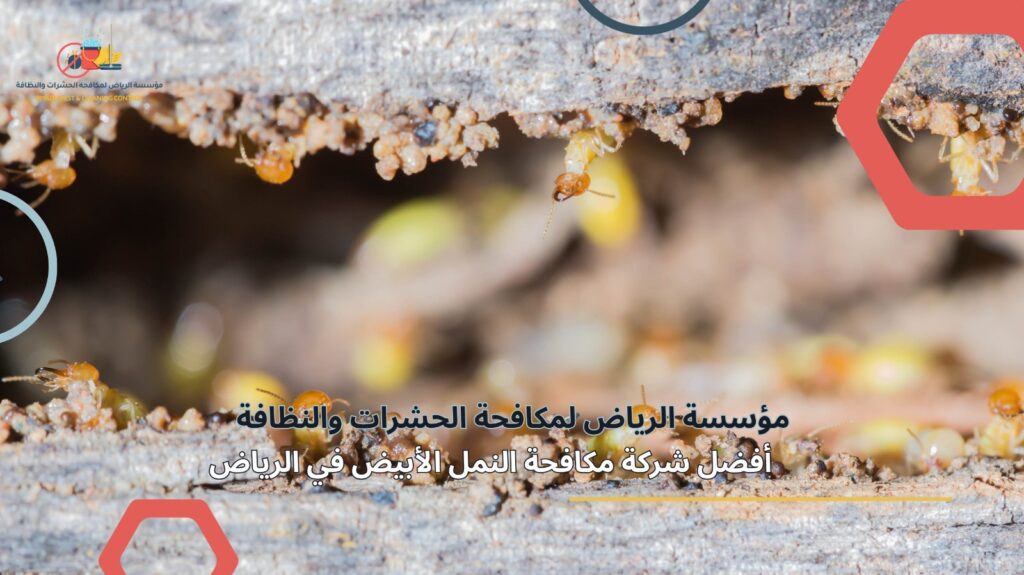 مكافحة النمل الأبيض في الرياض