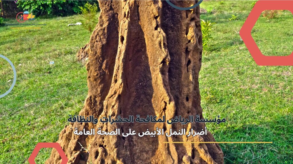 مكافحة النمل الأبيض في الرياض