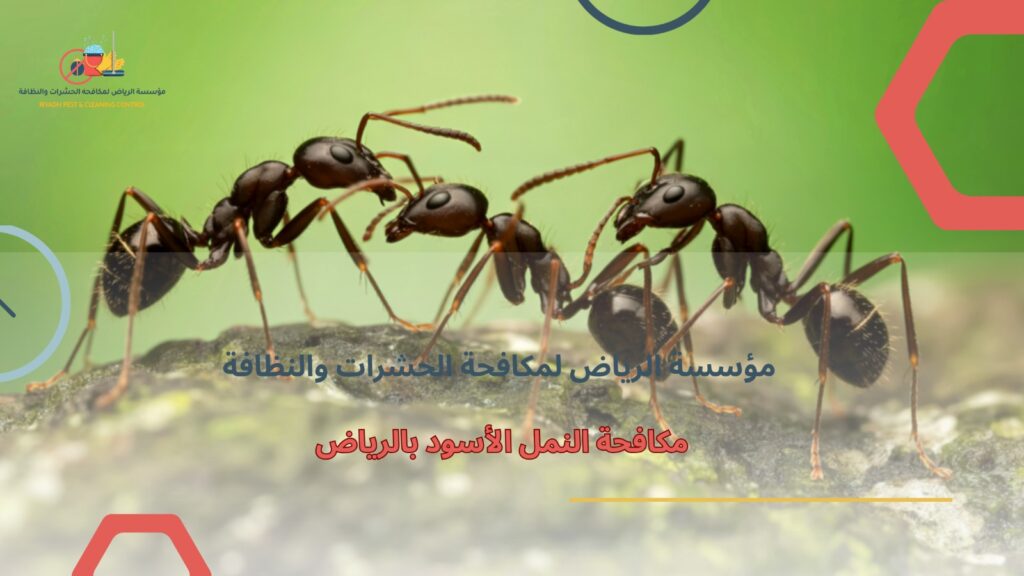 مكافحة النمل الأسود بالرياض