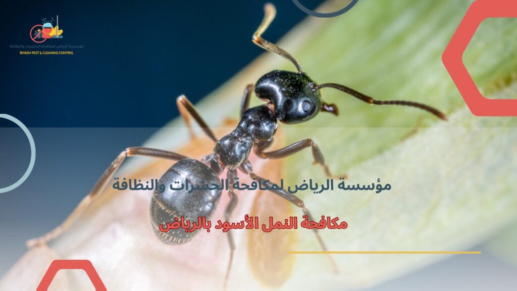 مكافحة النمل الأسود بالرياض