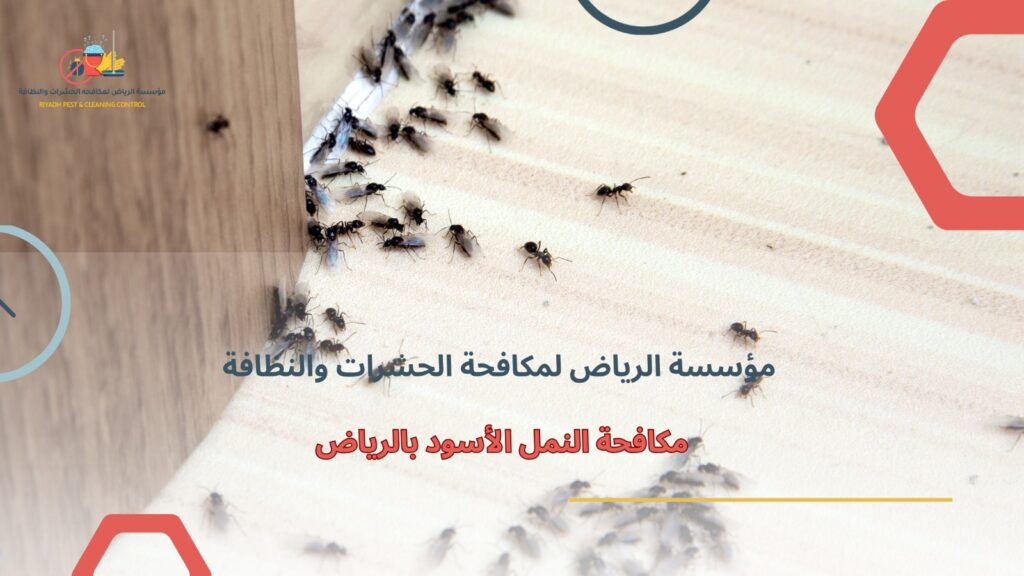مكافحة النمل الأسود بالرياض