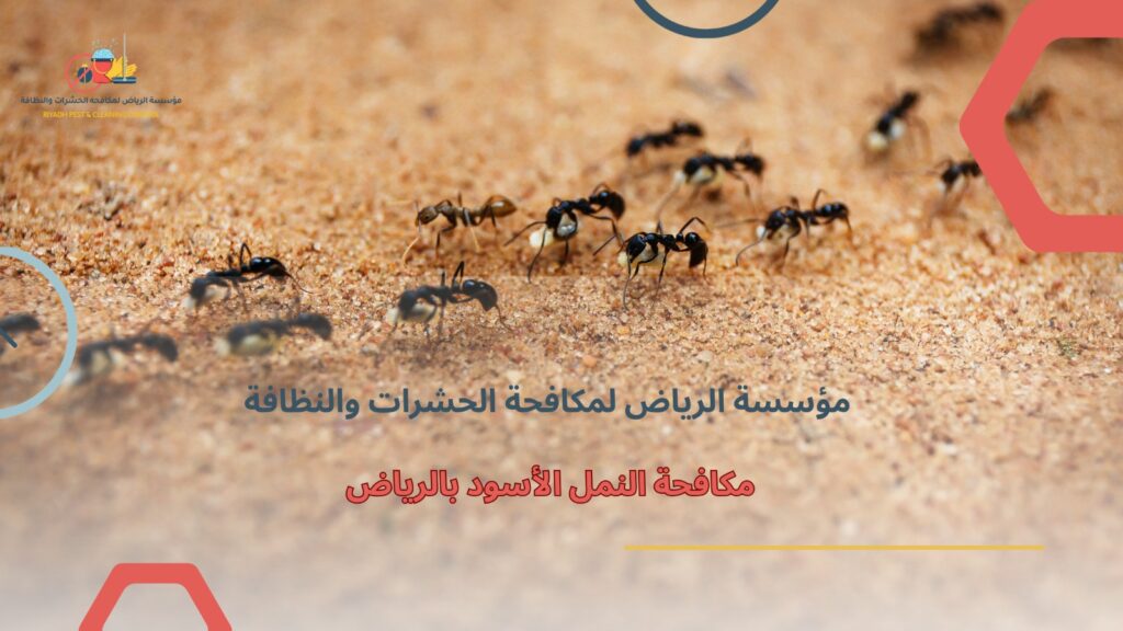 مكافحة النمل الأسود بالرياض