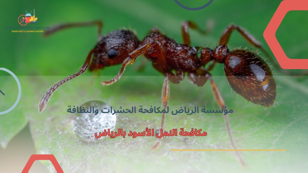مكافحة النمل الأسود بالرياض