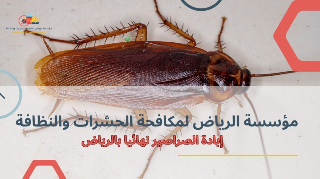 إبادة الصراصير نهائيا بالرياض