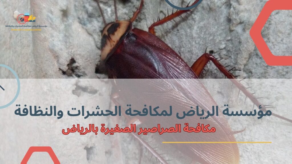 مكافحة الصراصير الصغيرة بالرياض