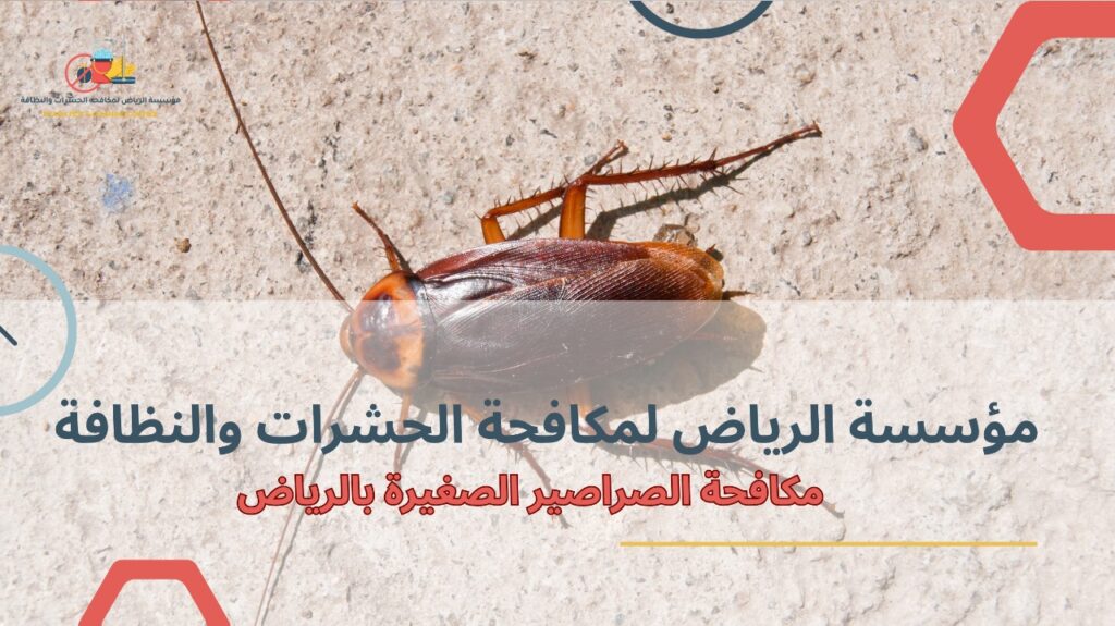 مكافحة الصراصير الصغيرة بالرياض