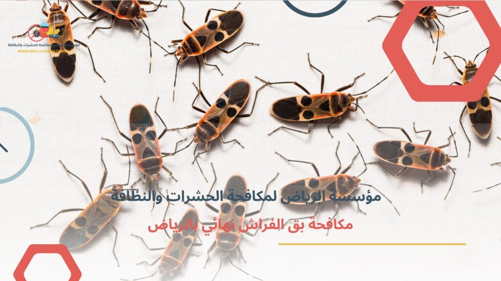 مكافحة بق الفراش نهائي بالرياض