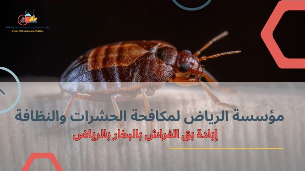 إبادة بق الفراش بالبخار بالرياض