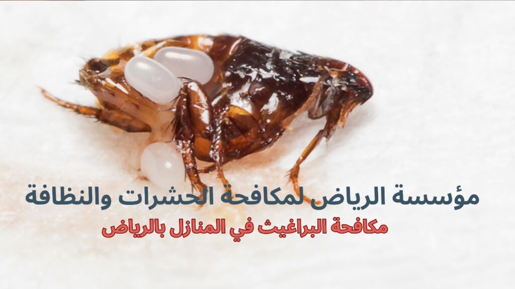 مكافحة البراغيث في المنازل بالرياض