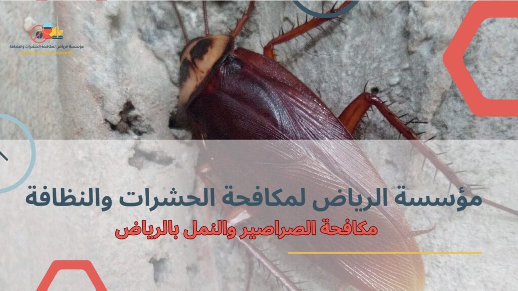 مزايا مكافحة الصراصير والنمل بالرياض