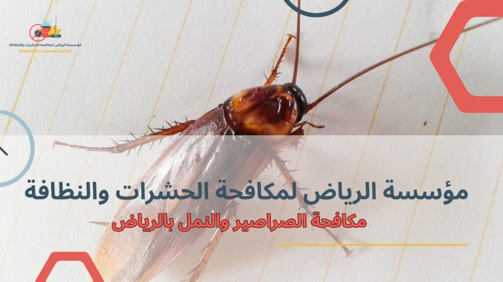 مكافحة الصراصير والنمل بالرياض