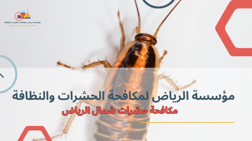 مكافحة حشرات شمال الرياض