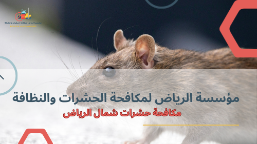 خطوات مكافحة حشرات شمال الرياض