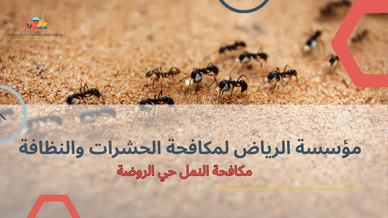 خدمات مكافحة النمل في المنازل حي الروضة