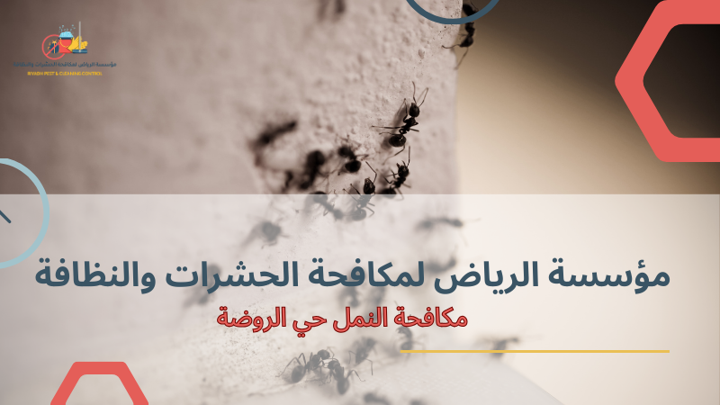 مكافحة النمل في المباني السكنية والفيلات حي الروضة