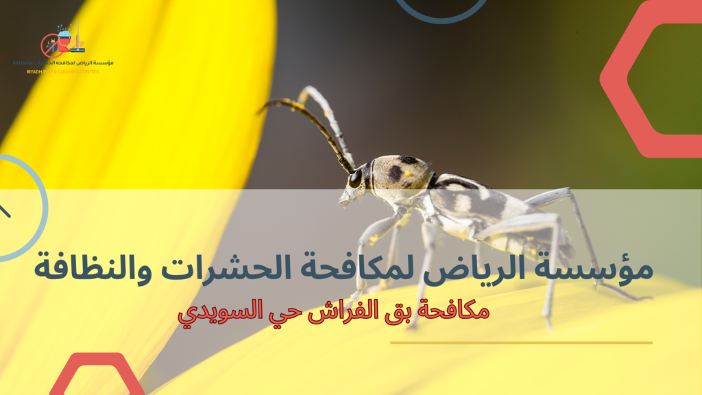 مكافحة بق الفراش حي السويدي