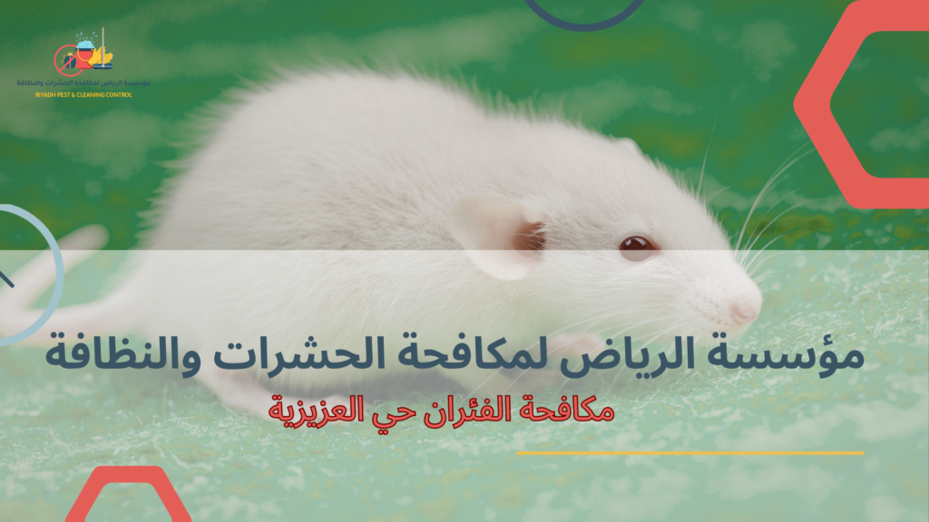 مكافحة الفئران حي العزيزية