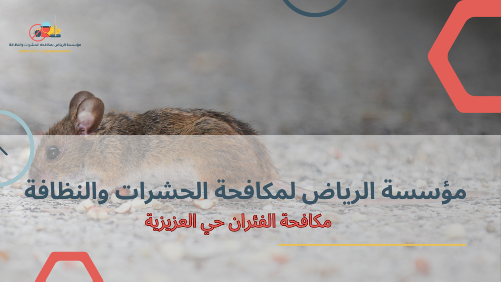 مكافحة الفئران في حي العزيزية أهميتها وفوائدها