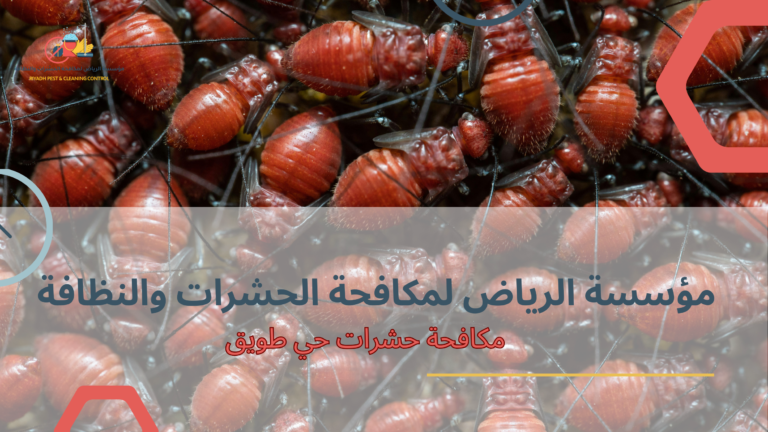مكافحة حشرات حي طويق