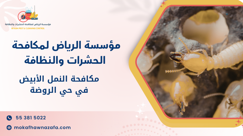 أهمية مكافحة النمل الأبيض في حي الروضة لحماية المنزل