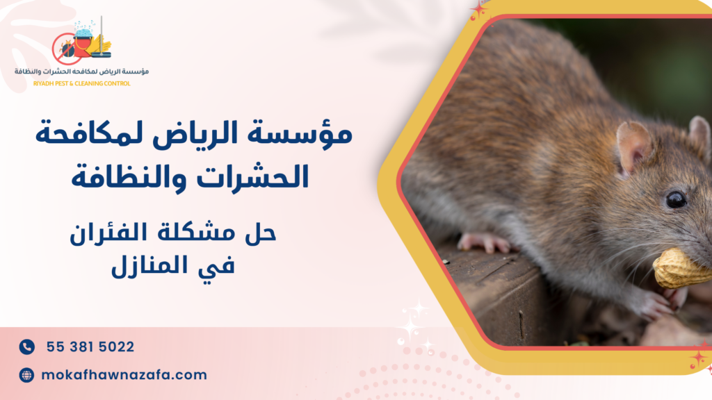 حل مشكلة الفئران في المنازل